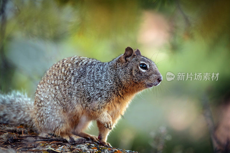 西部灰松鼠(Sciurus griseus)